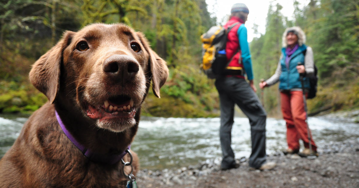 Hands-On Training Hike Paws on the trail