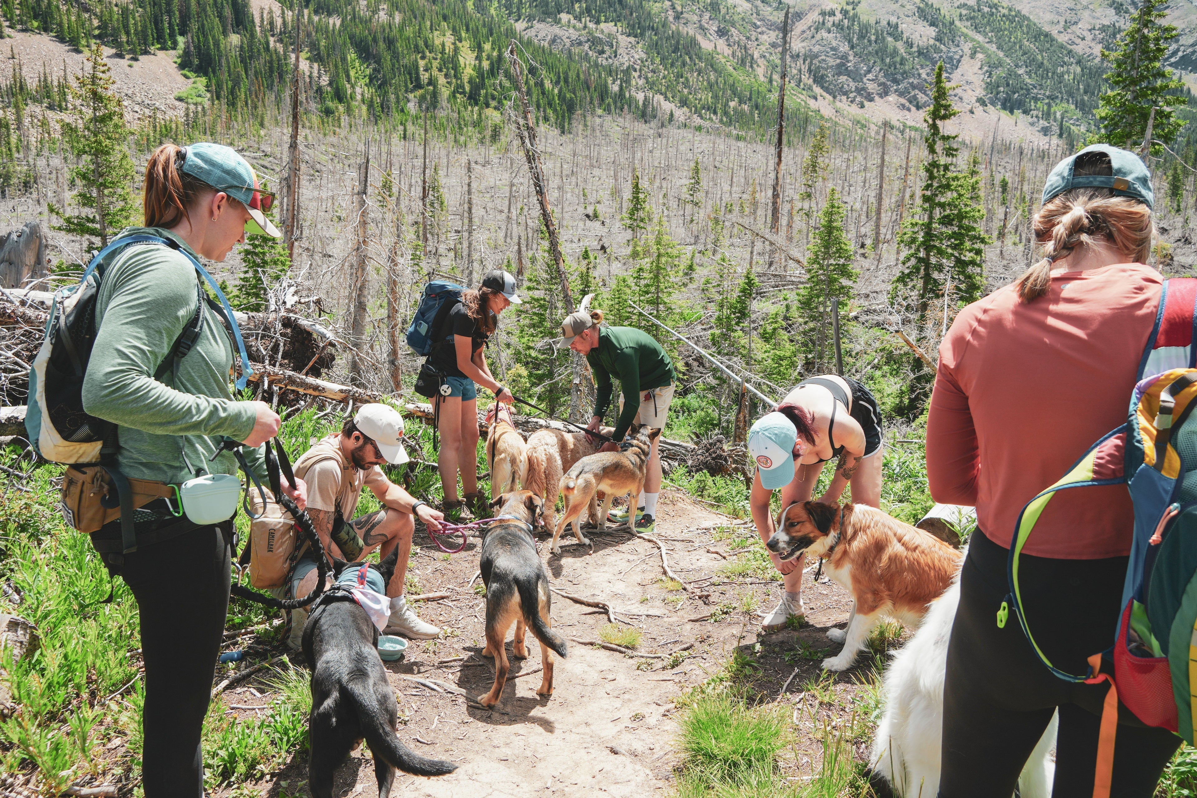 Dog hiking group in Colorado