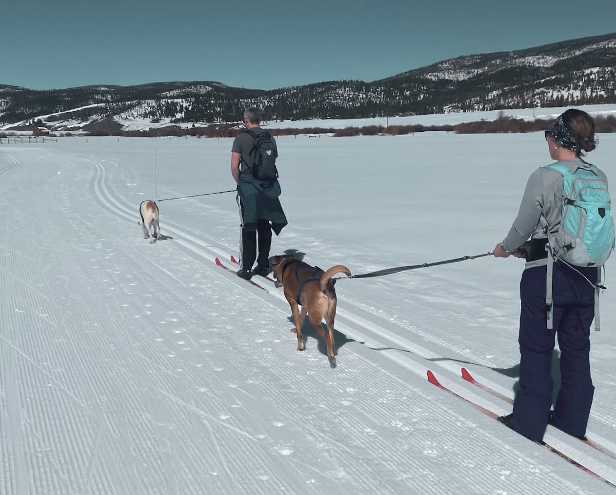 skiing with dogs