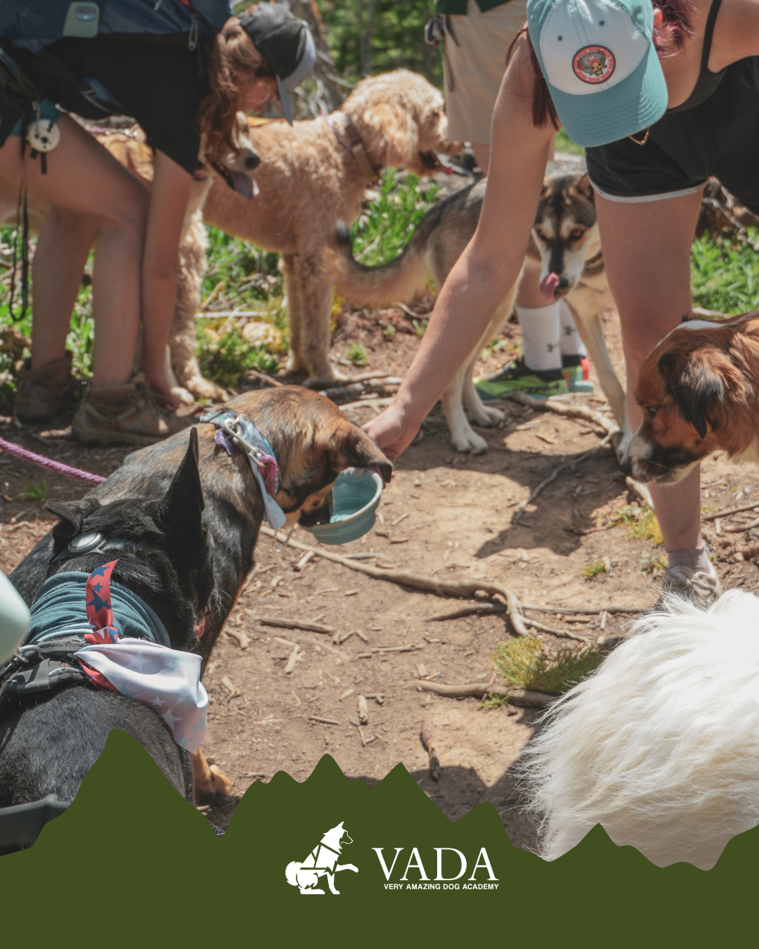 Colorado Dog Hiking Adventure: A Hands-On Training Hike