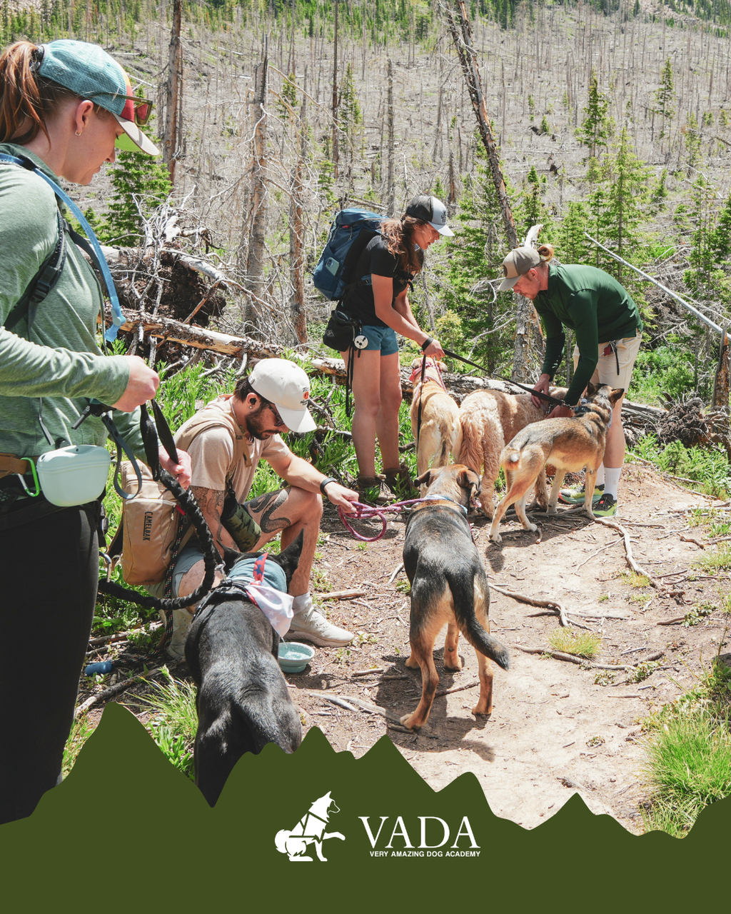 Colorado Dog Hiking Adventure: A Hands-On Training Hike
