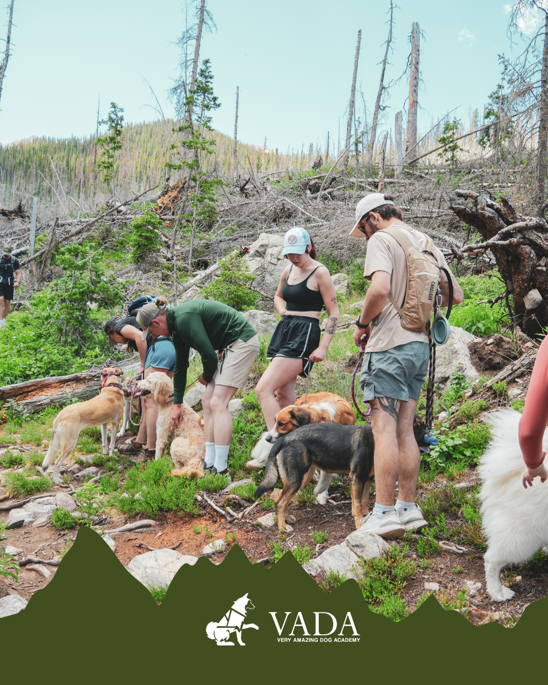 Colorado Dog Hiking Adventure: A Hands-On Training Hike
