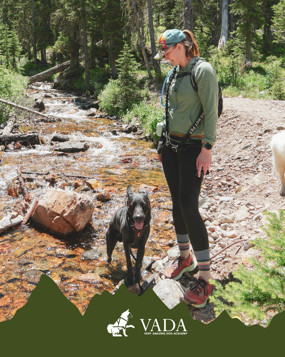 Colorado Dog Hiking Adventure: A Hands-On Training Hike