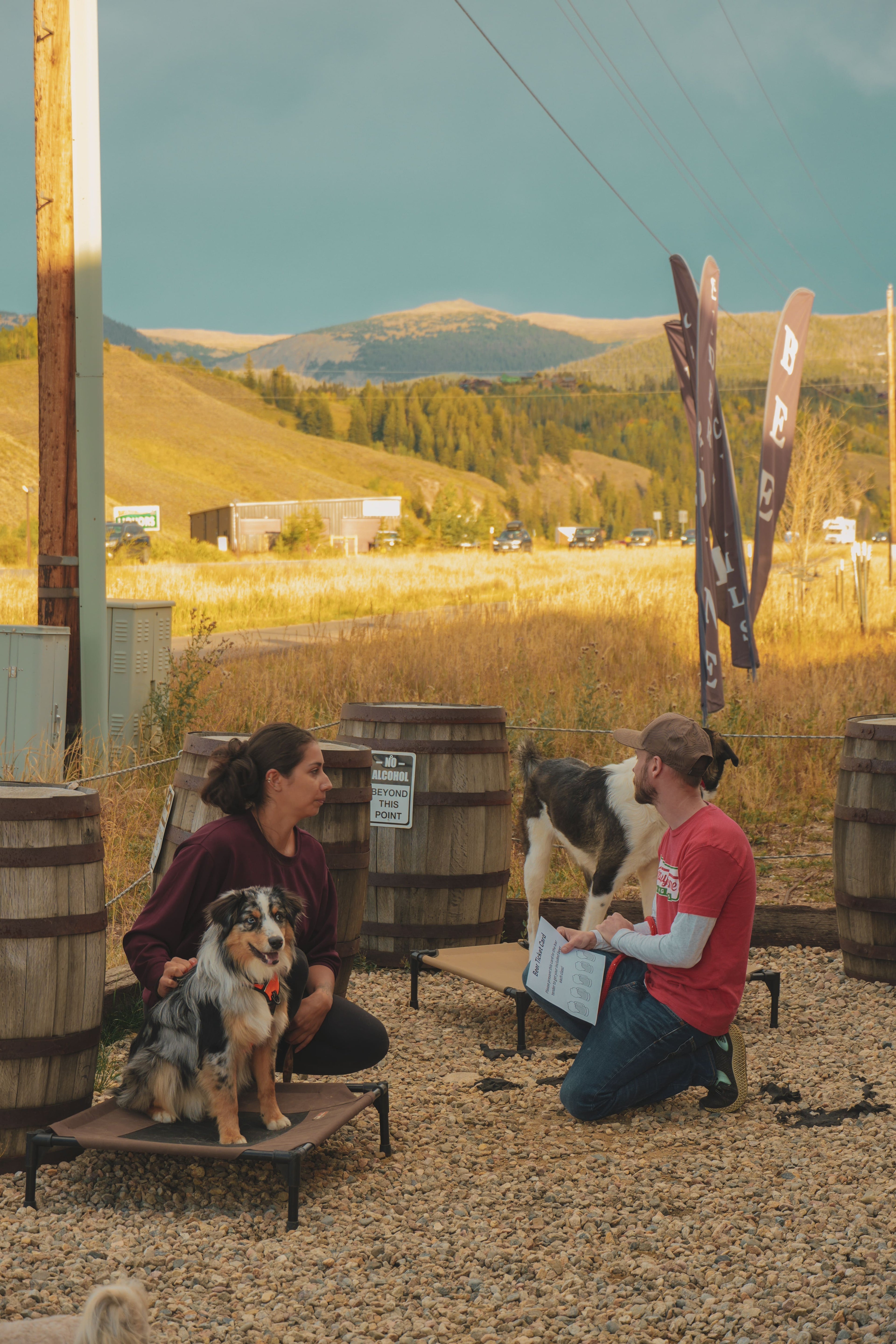 10 WEEK - dog training