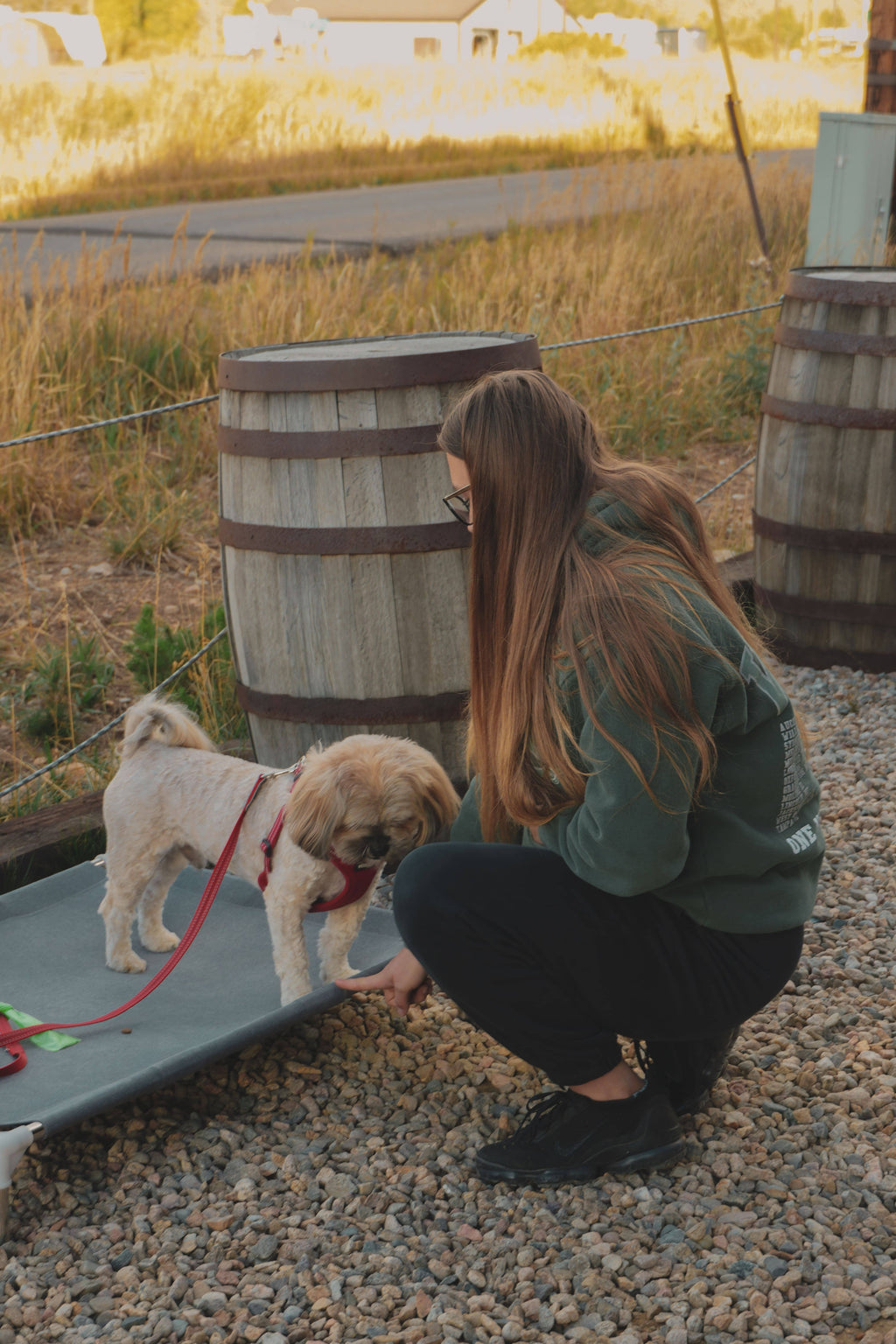 10 WEEK - dog training