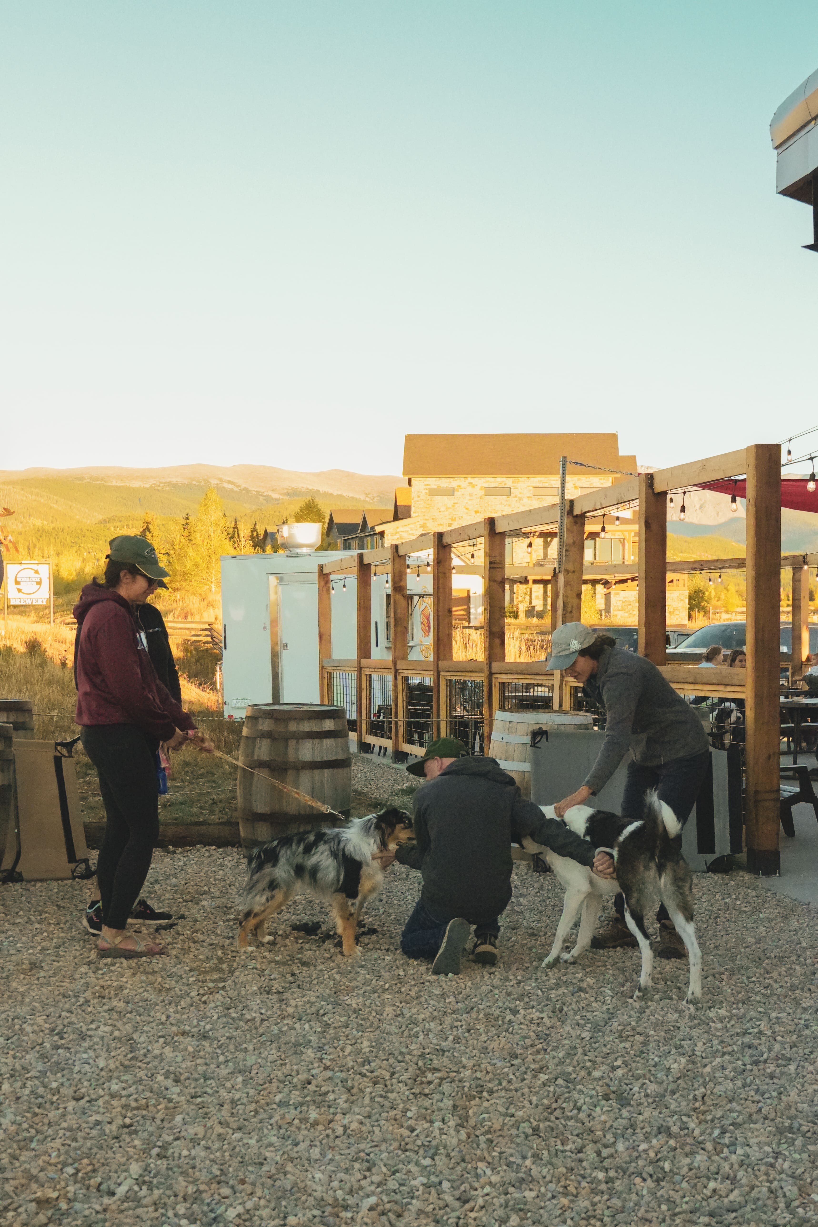 7 weeks- dog training