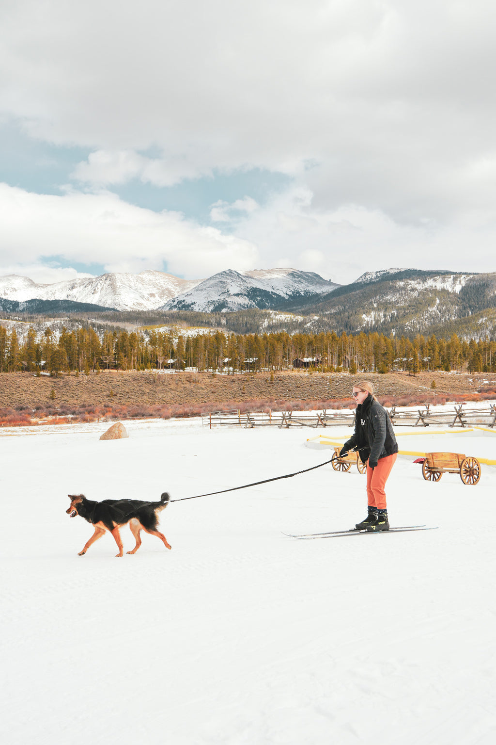Skijoring Dog Powered Sports / Mushing