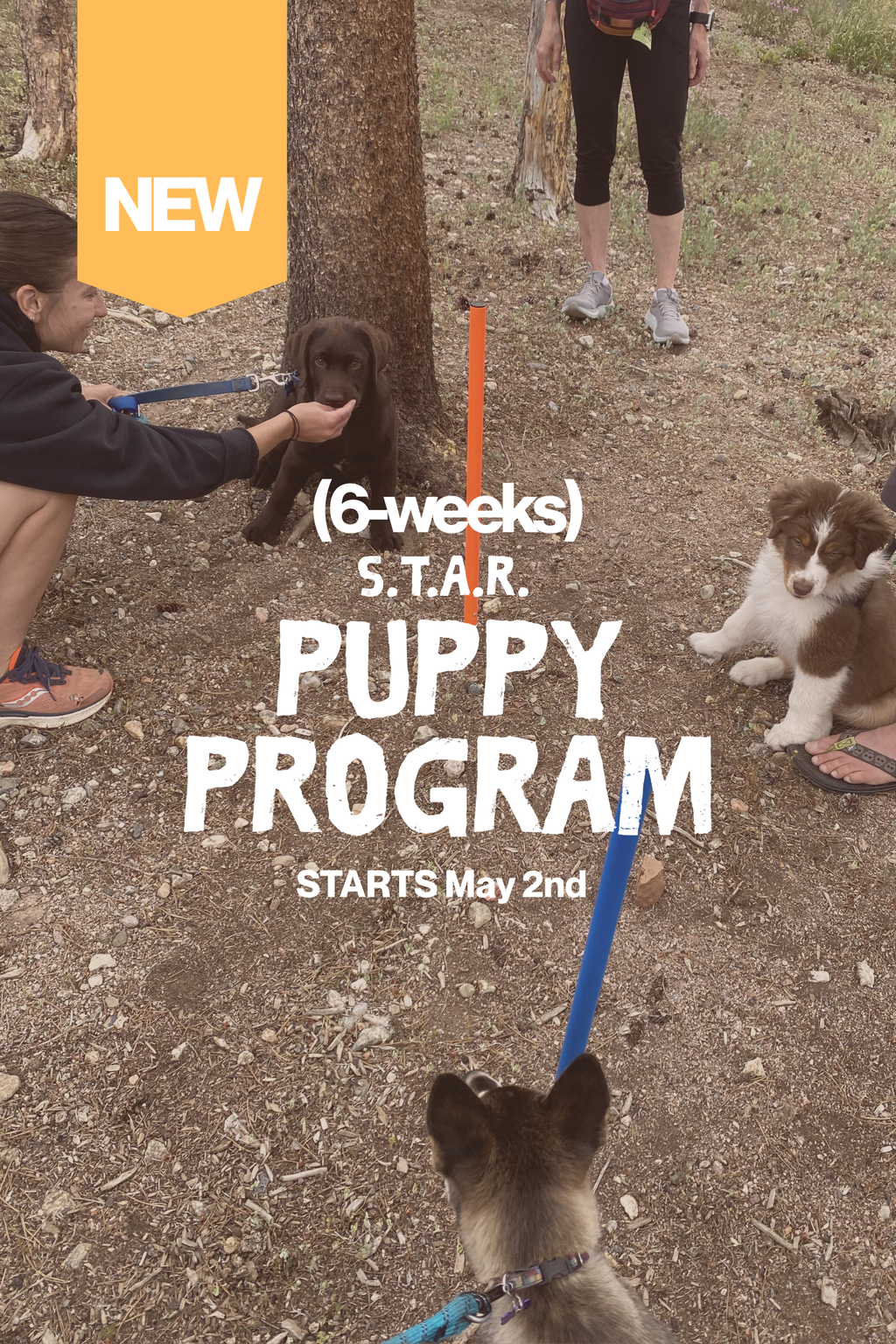 S.T.A.R. PUPPY PROGRAM