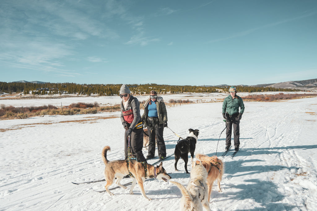 Skijoring Dog Powered Sports / Mushing